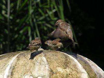 u5/hfalkner/medium/40957907.Sparrows.jpg
