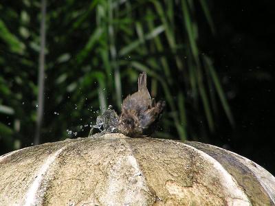 Sparrow bathing.jpg