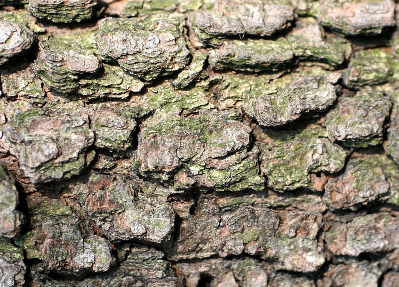 Dogwood Bark