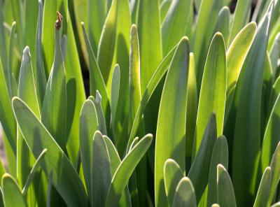 u5/hjsteed/medium/40950411.0503180062DaffodilFoliageLPCG.jpg