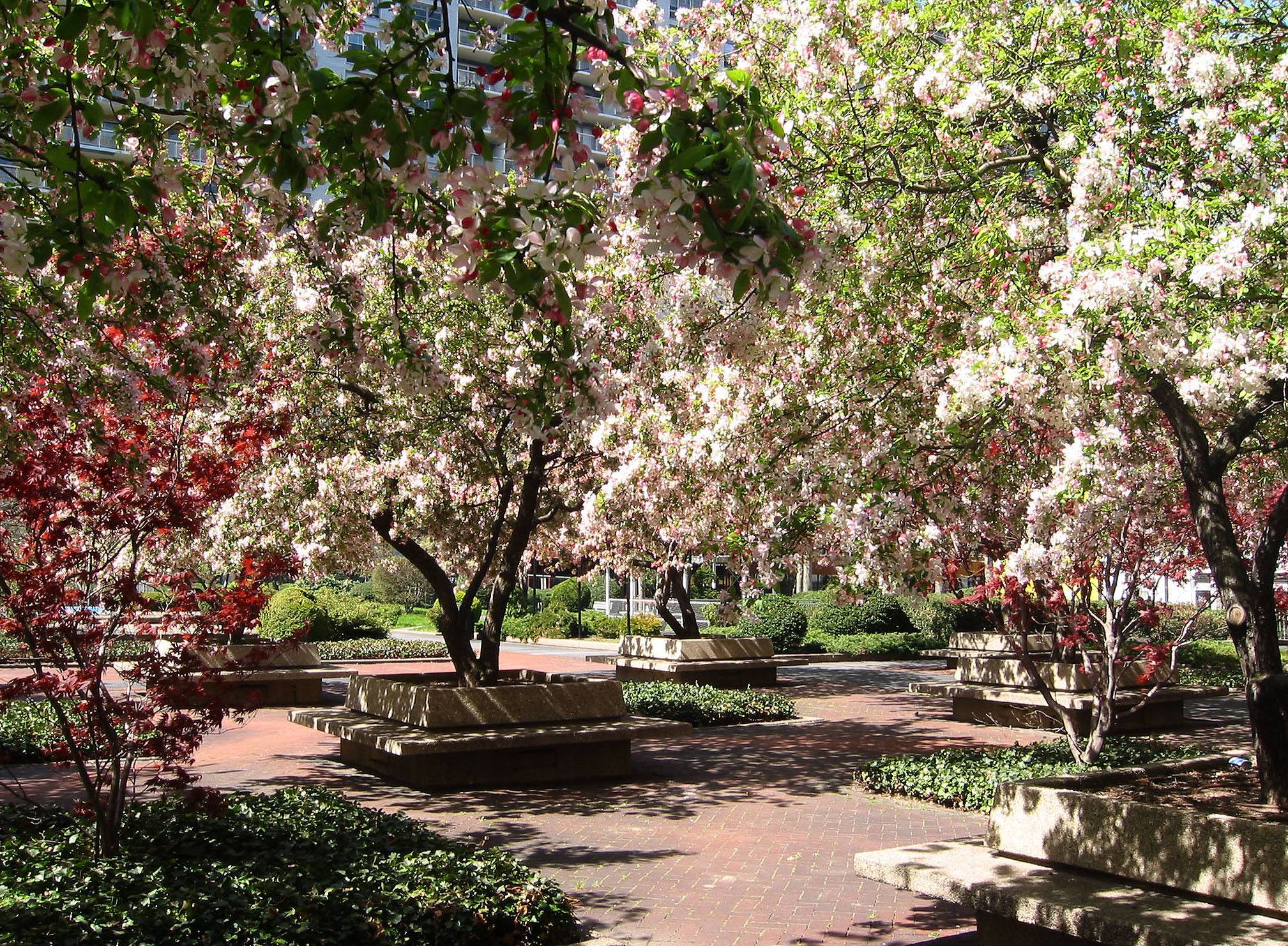 Flowering Crab Apple Trees