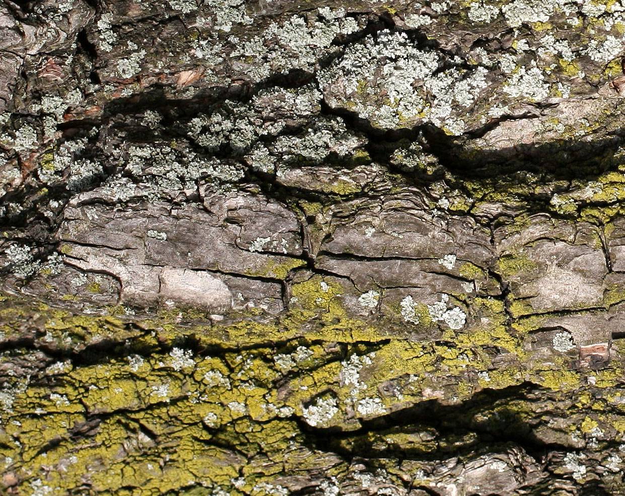 Golden Rain Tree Bark