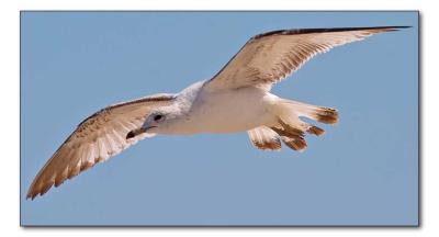 Glide