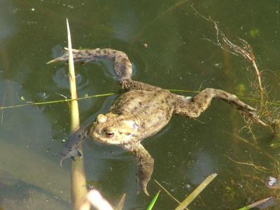 004. Pond Resident.JPG