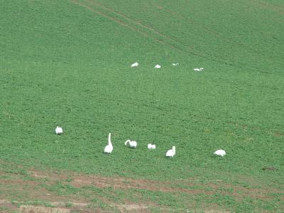 009. My mates are feeding.JPG