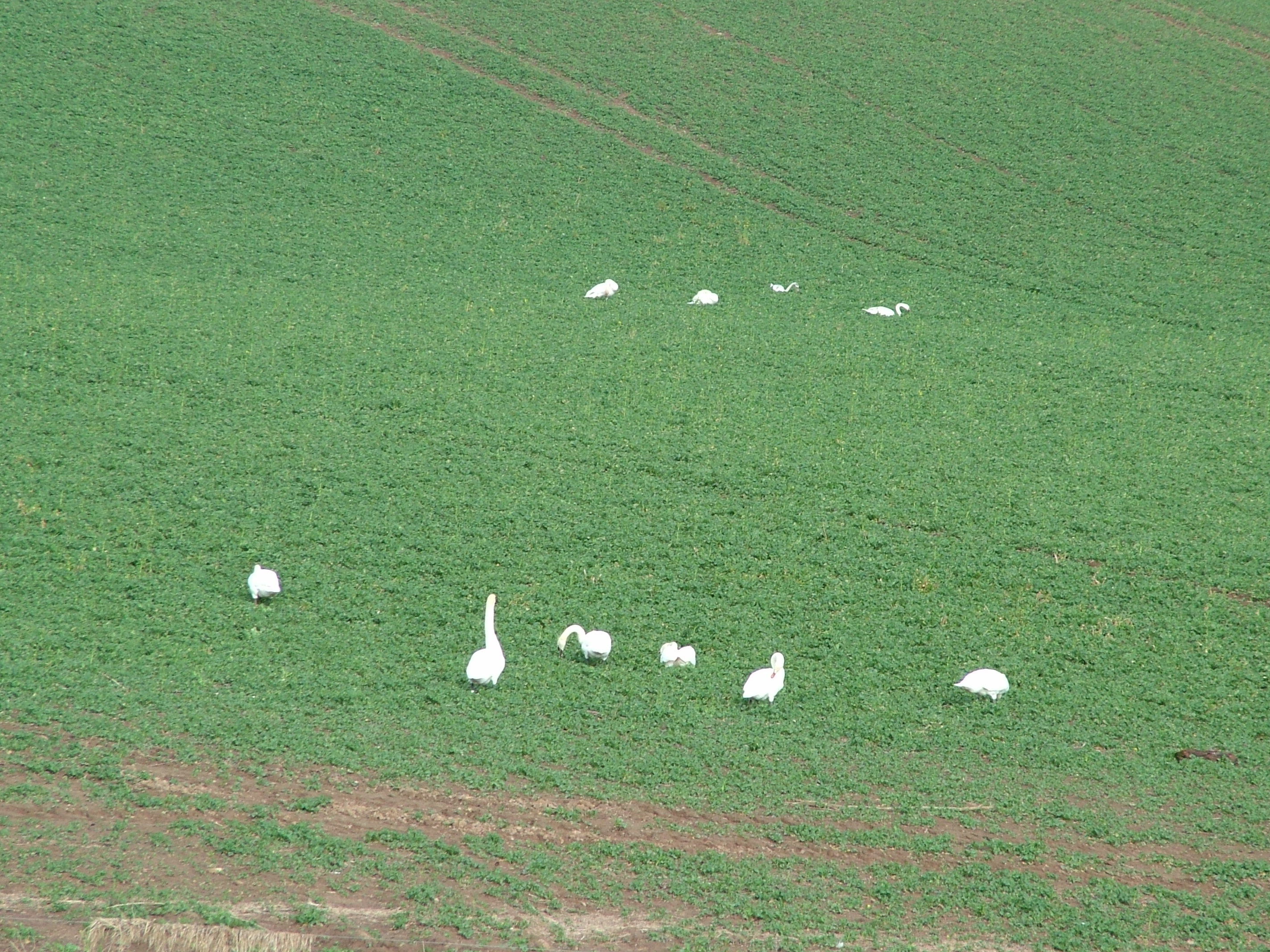 009. My mates are feeding.JPG