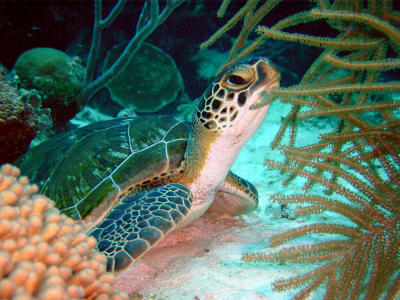 Green Turtle - Karpata