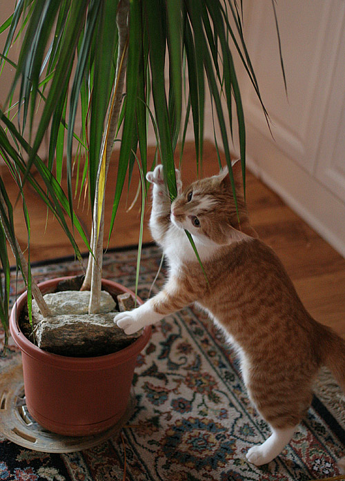 ChewingPlant.
