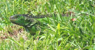 Iguana LiL Sis being coy in the grass