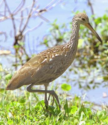 Mrs Limpkin looking for freshwater Clams