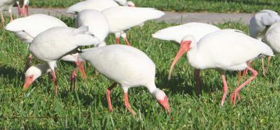 These many White Ibis do their rounds once a week looking for grubs