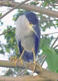 This Adult Black-Crowned Night Heron eats the fish when I feed them bread
