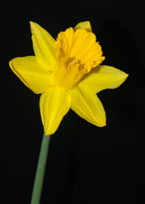 u5/jmullen/medium/40927406.Daffodil1.jpg