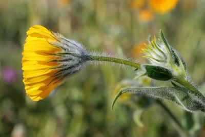 Desert Sunflower