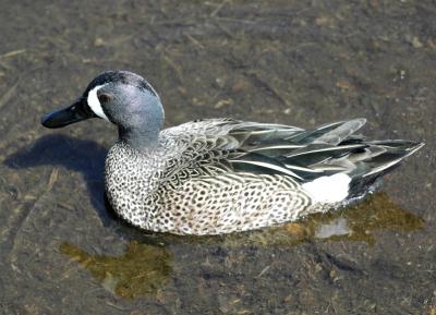u5/joe_lachick/medium/40914017.BlueWingedTeal_DSC0810.jpg