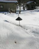 Wasp in Snow