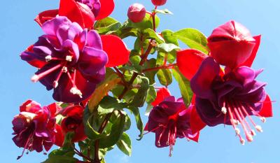 Fuchsia a1.jpg