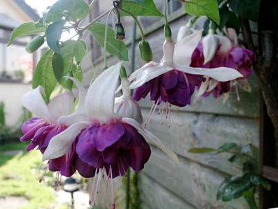 ShadowFuchsia.jpg