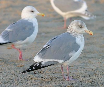 Herring Gull (right) with Thayers Gull (left), both adult basic