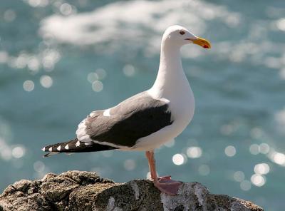 Western Gull, basic adult