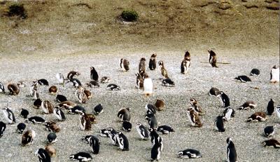 Ushuaia con penguins1.JPG