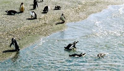 Ushuaia con penguins4.JPG