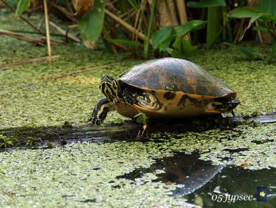 common cooter