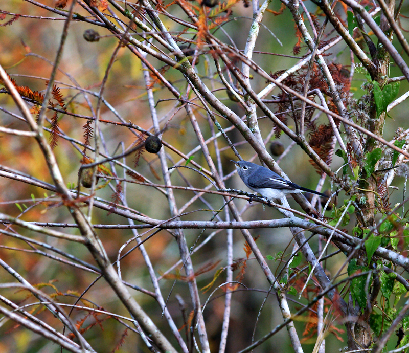 blue-gray gnatcatcher. in dwarf cypress tree
