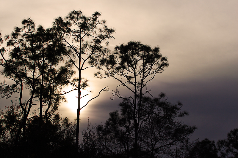 sun setting through the pines