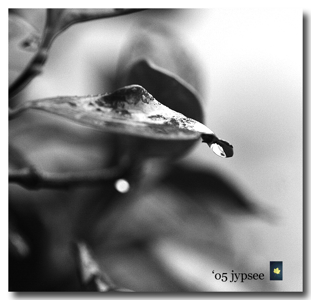 rain in black and white