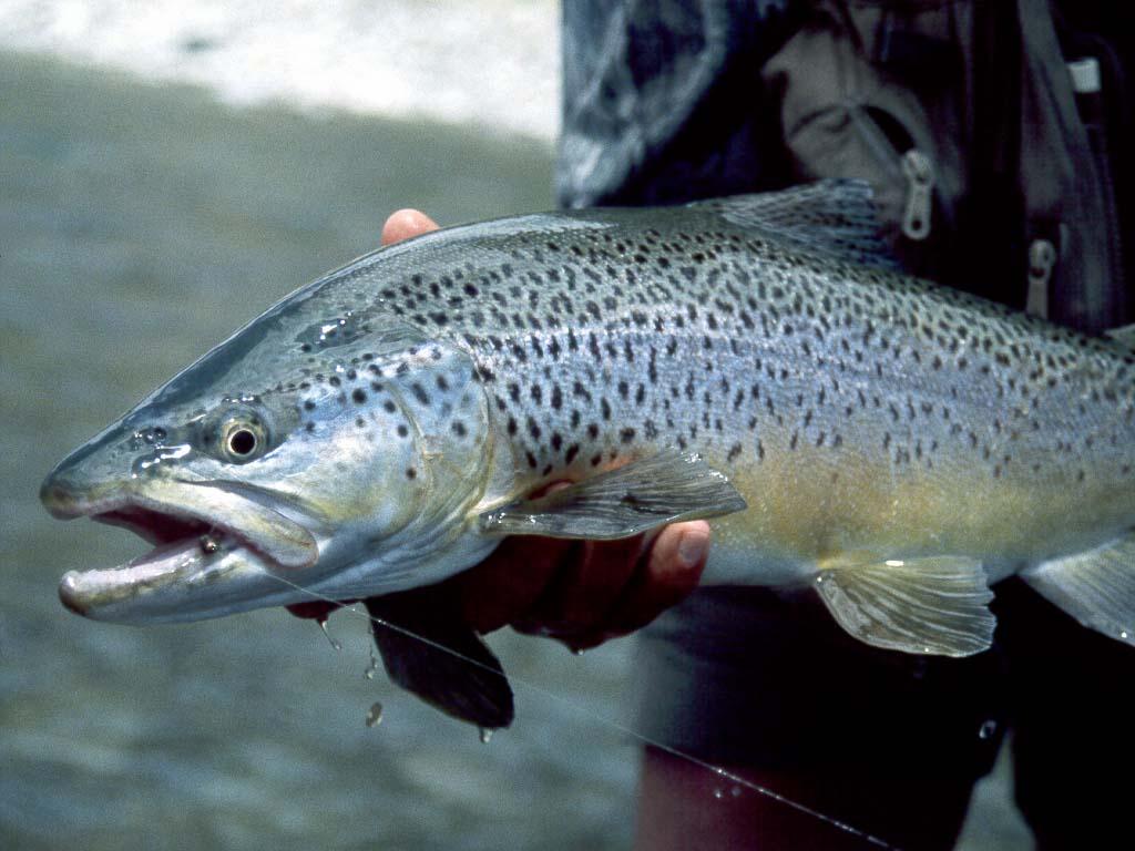 South Island Brown