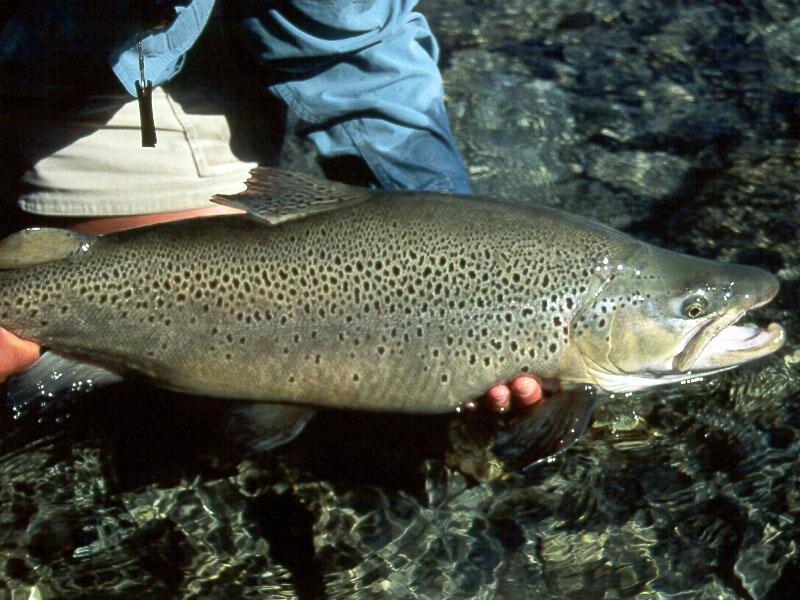 bt96_05.jpg