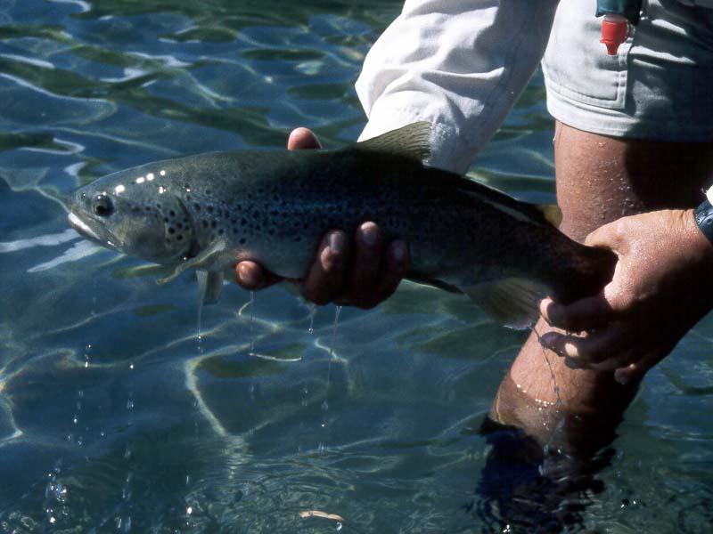 bt96_26.jpg