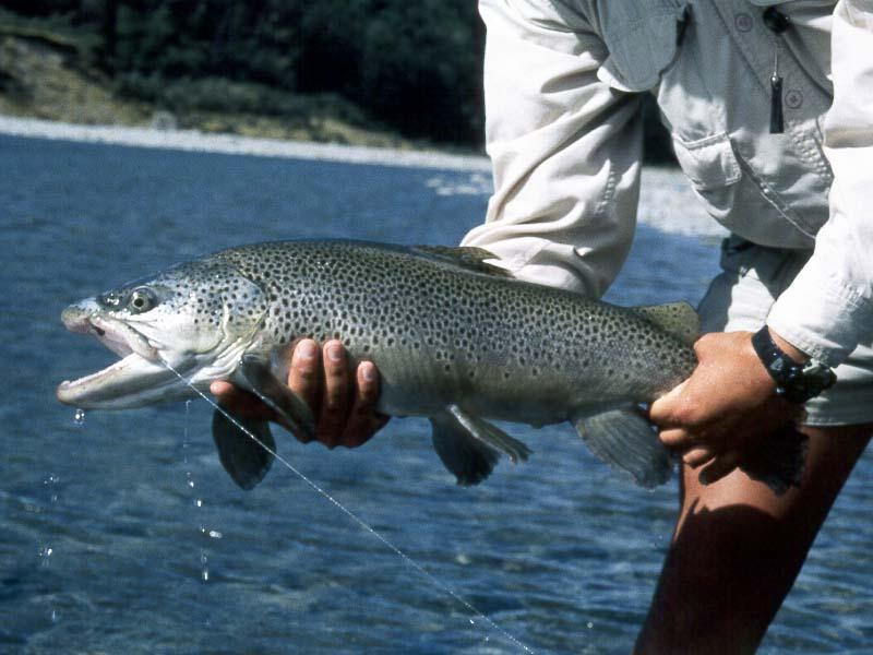 bt96_30.jpg