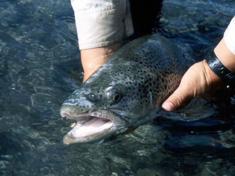 bt96_31.jpg