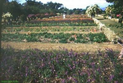Hope Gardens Jamaica