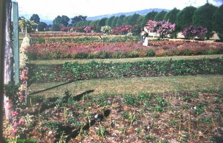 Hope Garden Jamaica