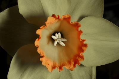 Flowers2