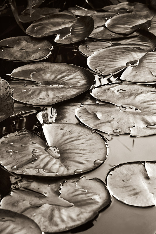 Lily Pads by Diane Fields
