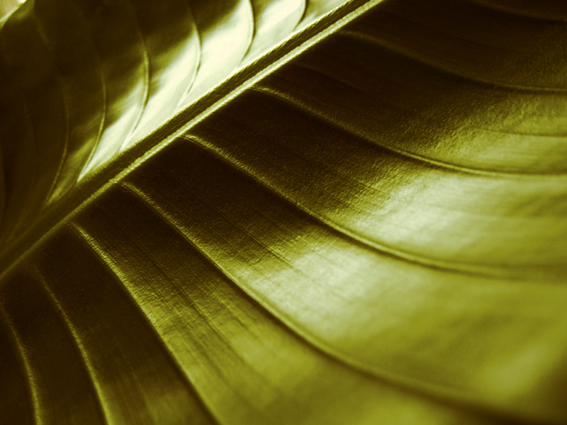 Green by Andrea Buso