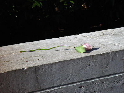 A discarded rose...in NY City