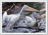 Pink-backed pelicans