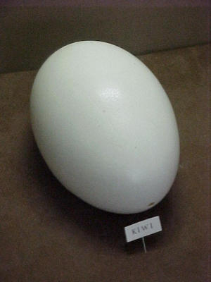 the huge and heavy kiwi egg