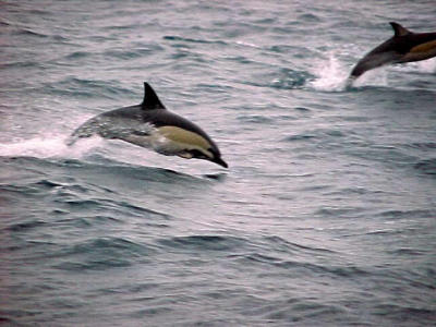 dolphins in the Poor knights islands