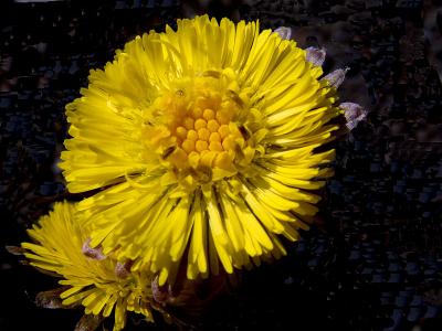 The First Flower of Spring