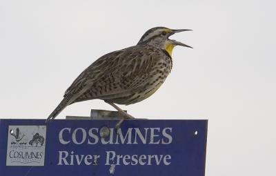 Meadowlark