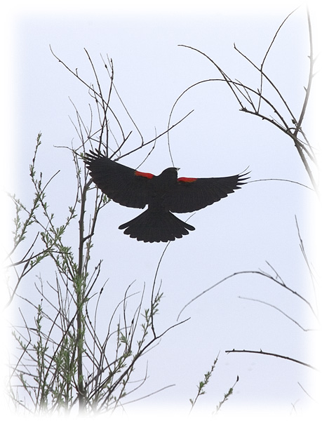 Red Wing Blackbird II