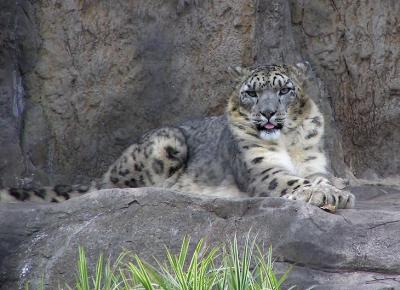 u5/lesliej/medium/41019164.snowleopard.jpg