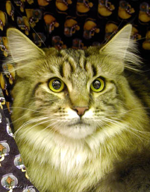 Isabelle MaineCoon2