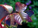 rose leaf